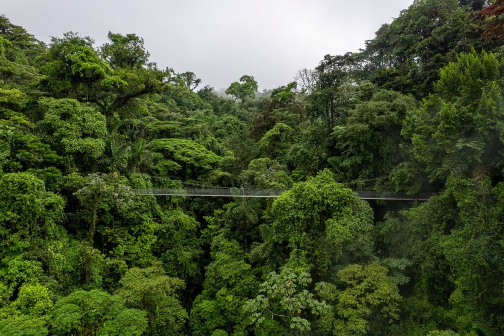 mistico park hanging bridge