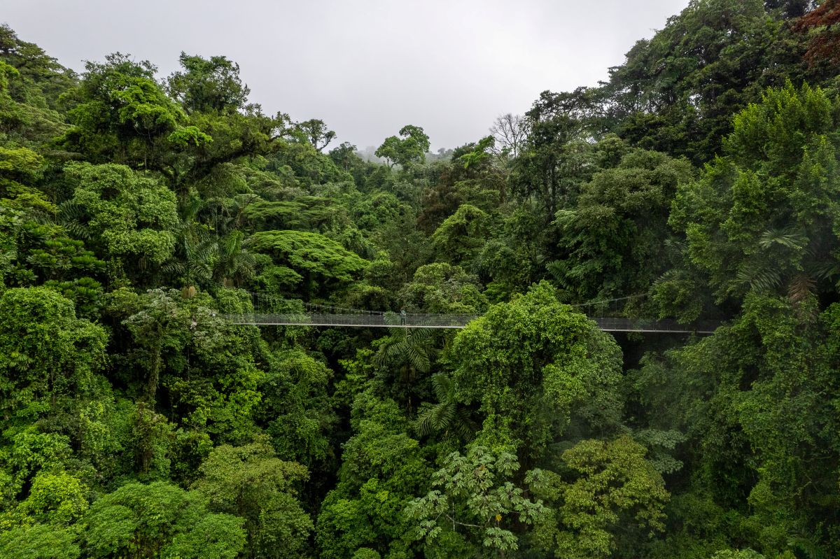 mistico park hanging bridge