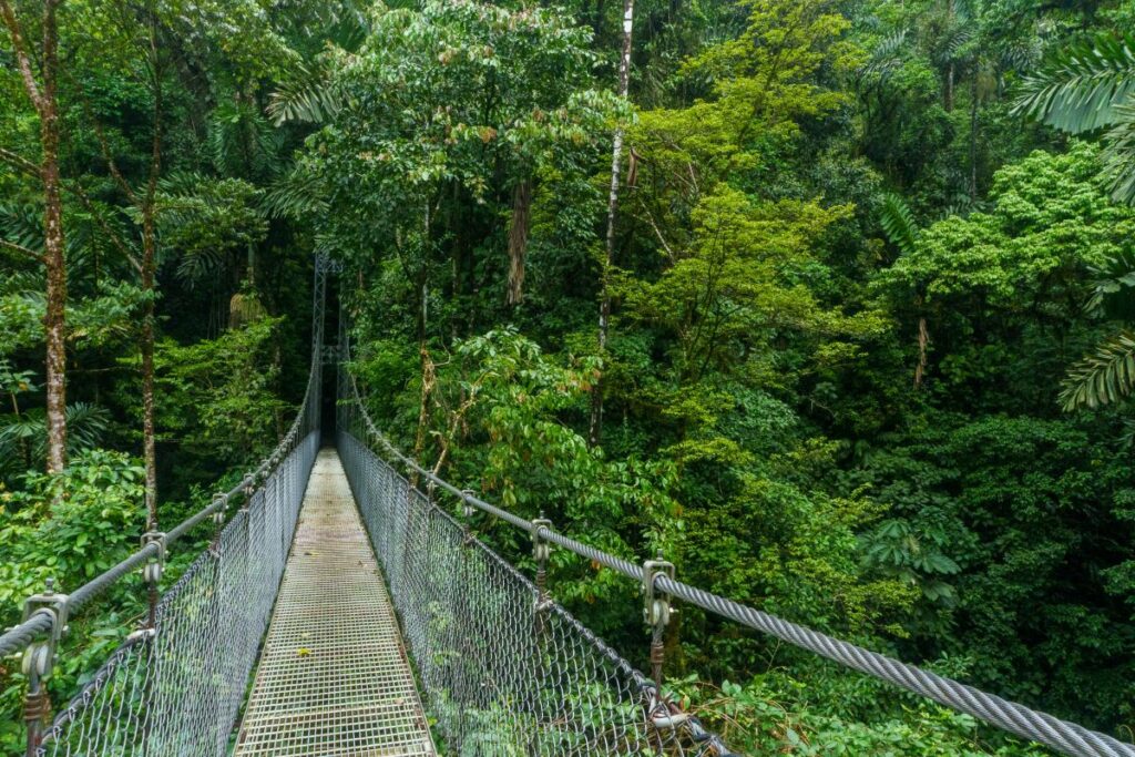 mistico park hanging bridge