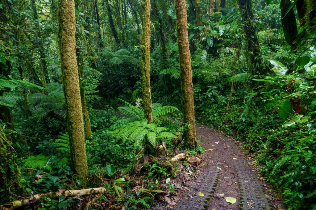 monteverde reserve trail