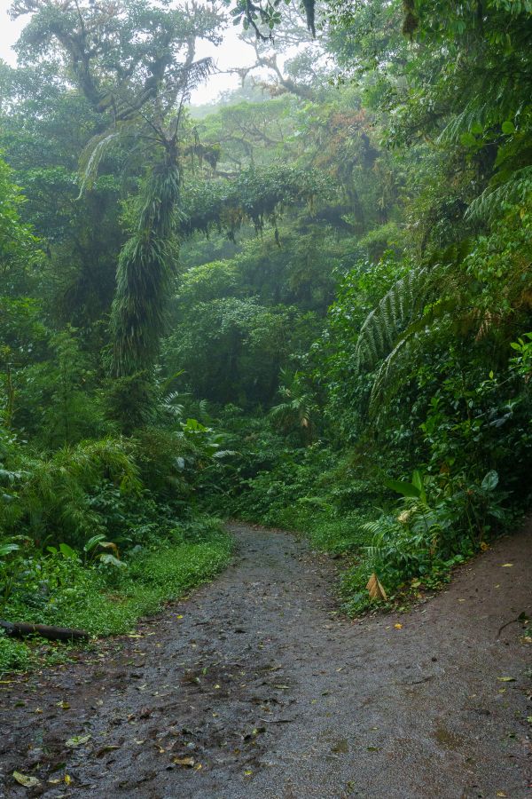 monteverde reserve trail