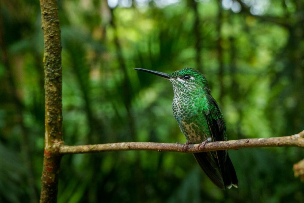 bird monteverde costa rica