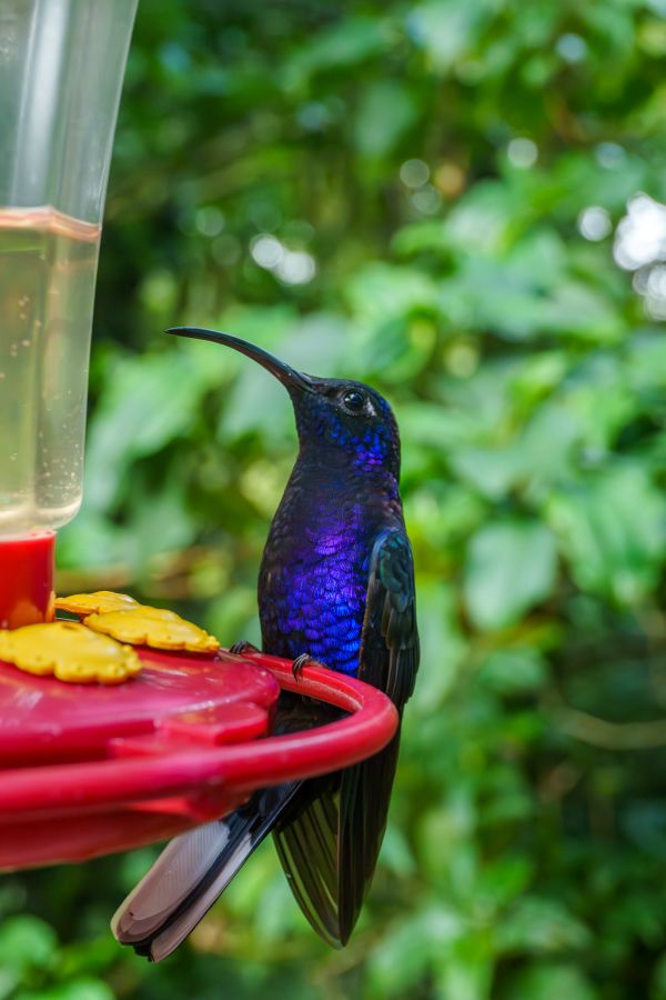 hummingbird costa rica