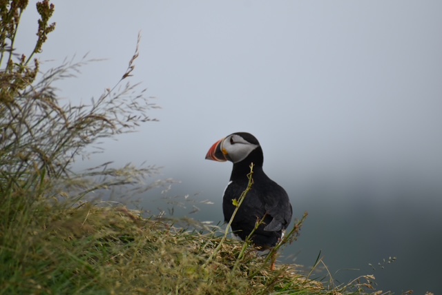 puffin iceland