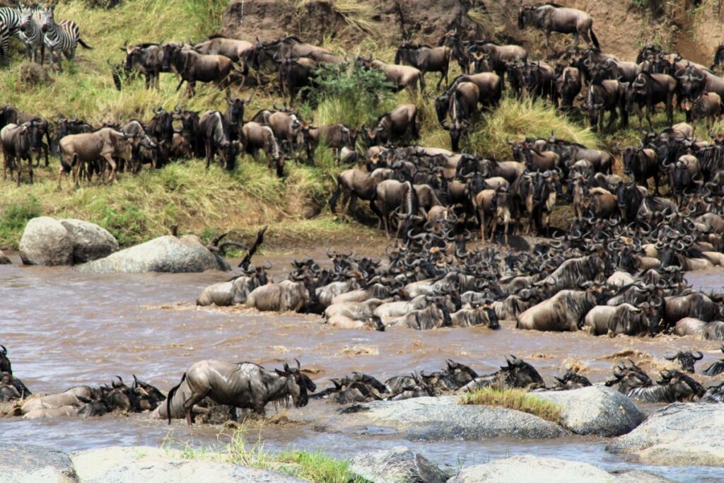 great migration close up serengeti