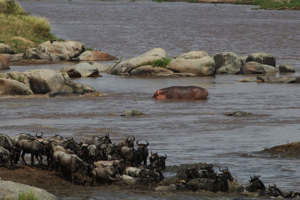 hippos great migration