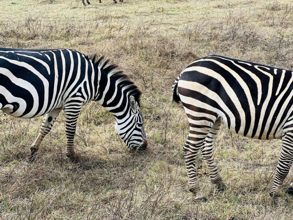 zebras kenya