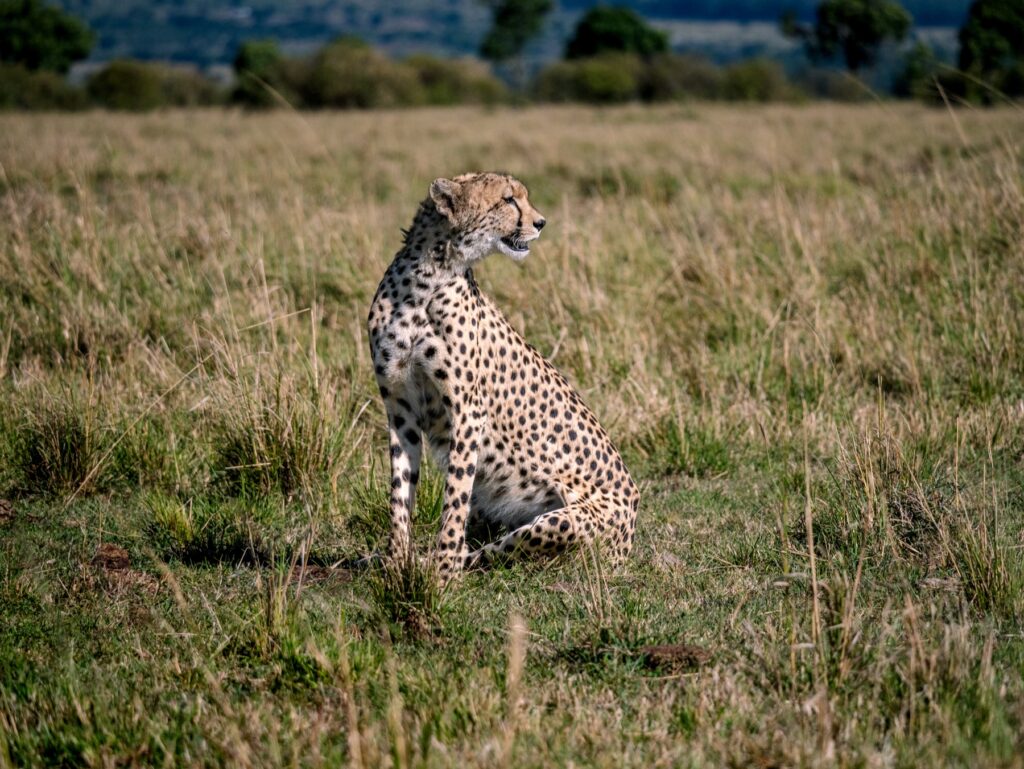 cheetah maasai mara