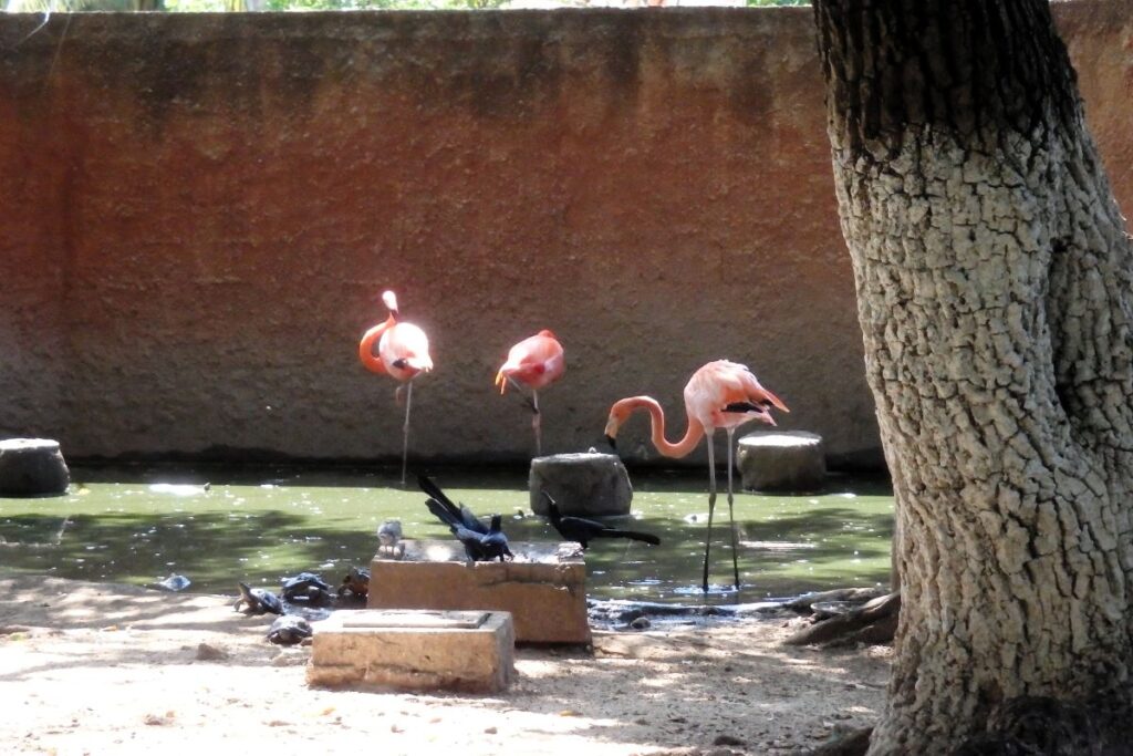 flamingies merida zoo