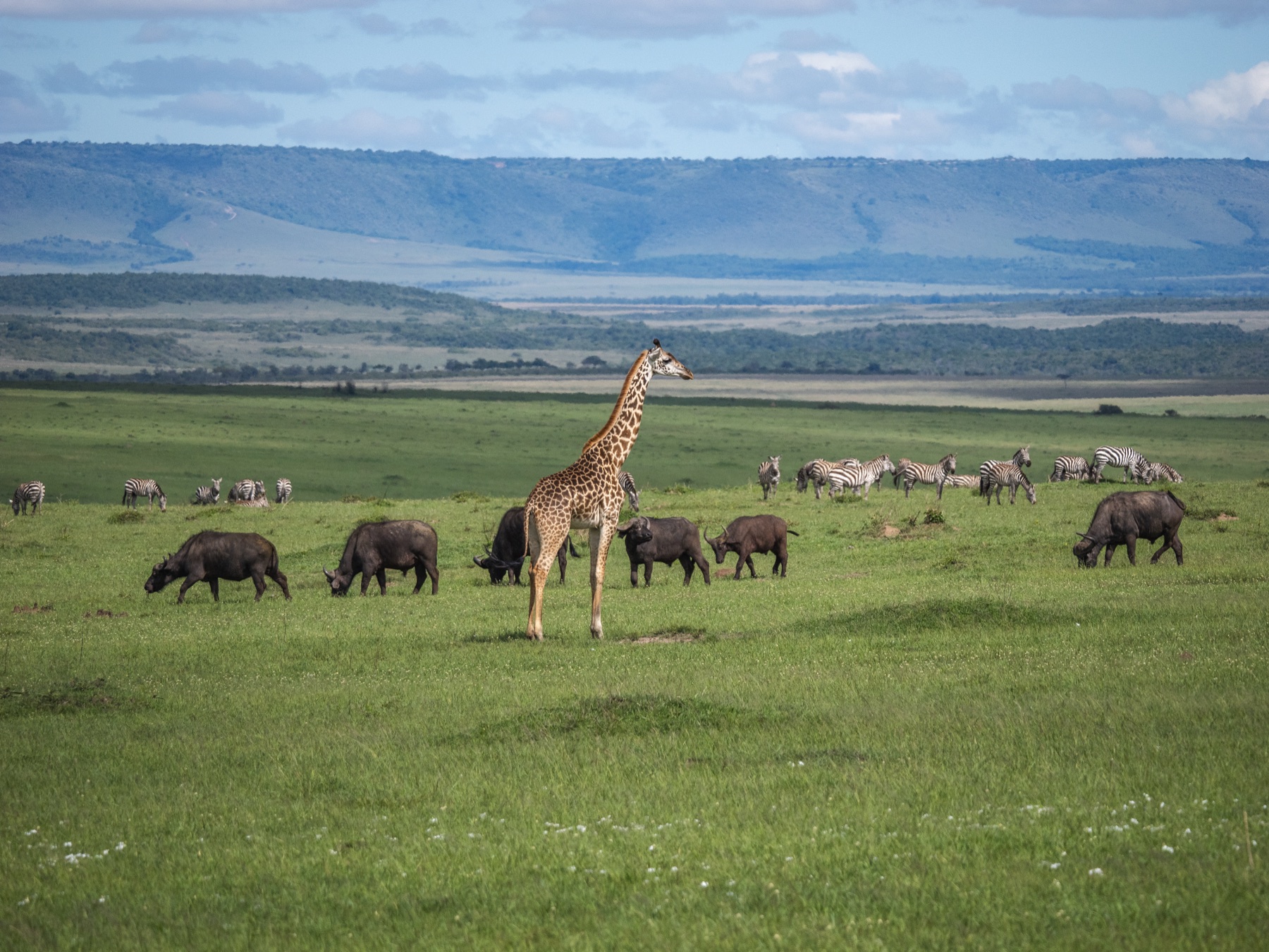 giraffe maasai mara kenya