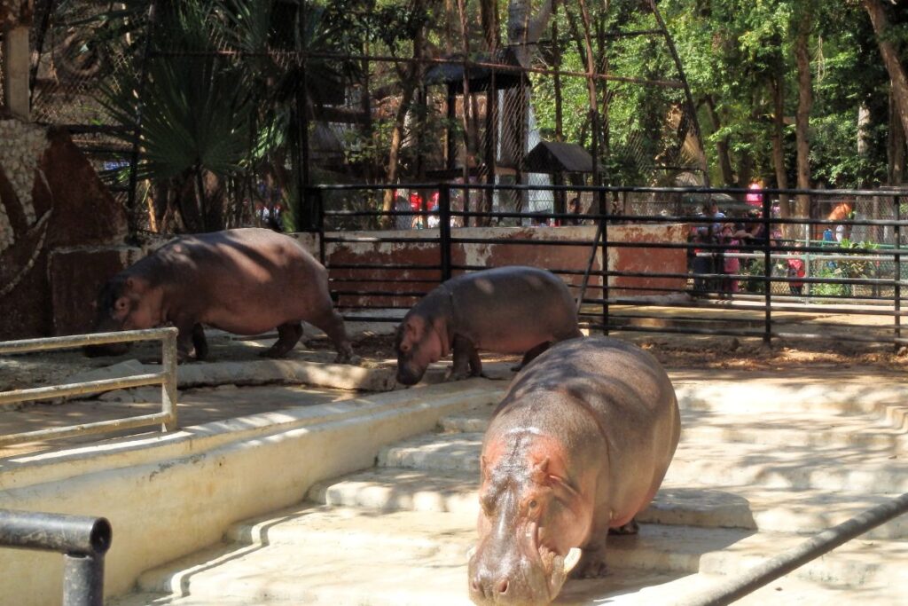 hippos merida zoo