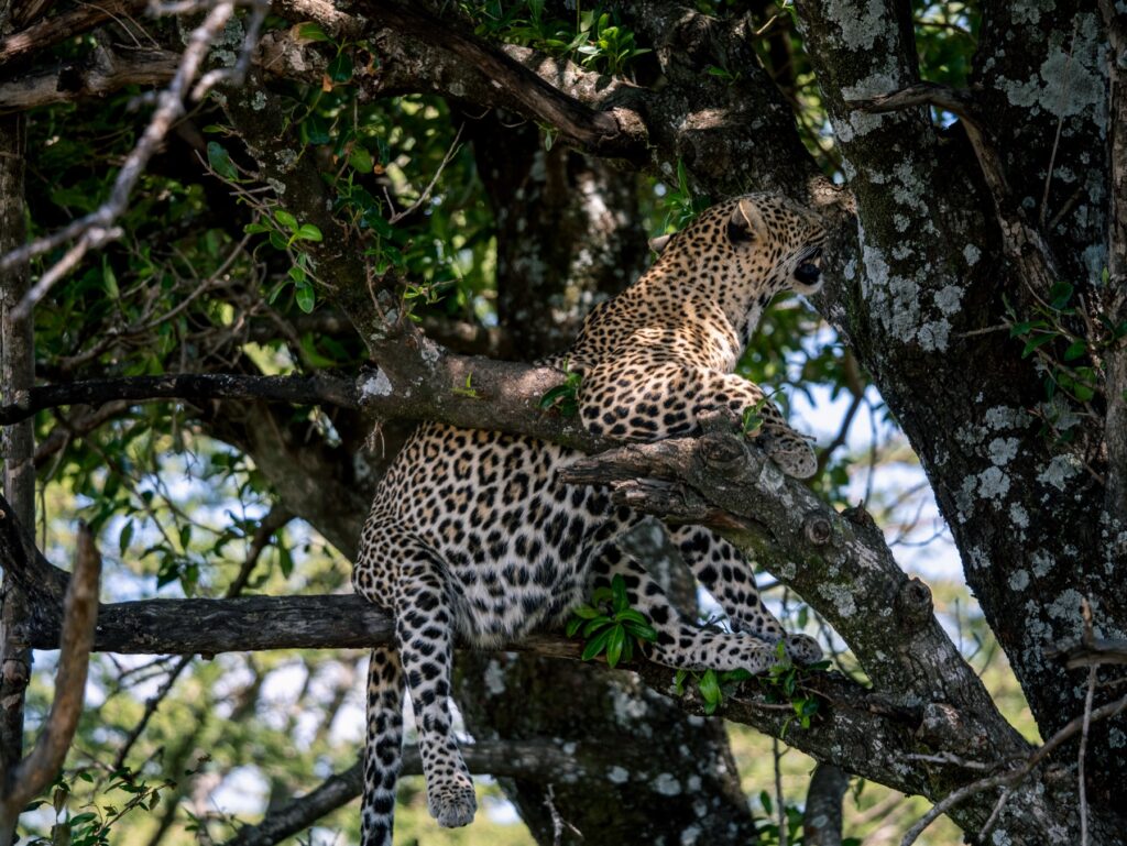 leopard masai mara