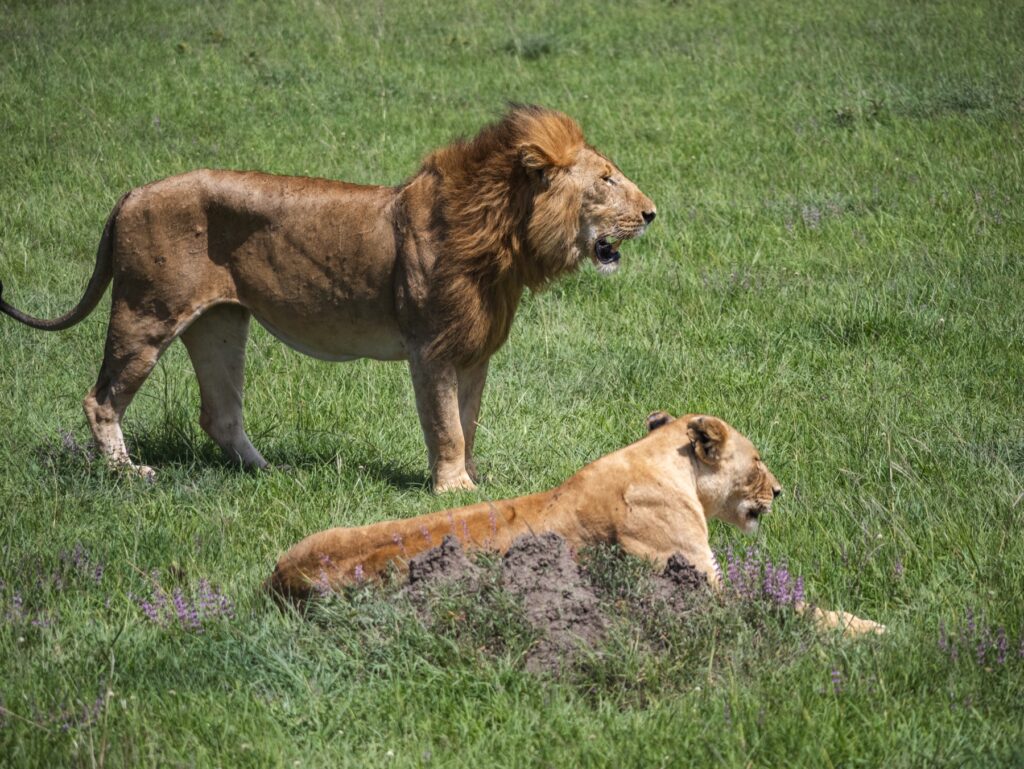 lions at maasai mara