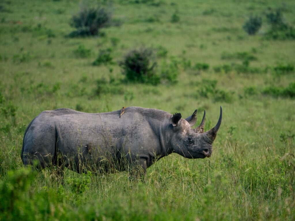 rhino maasai mara