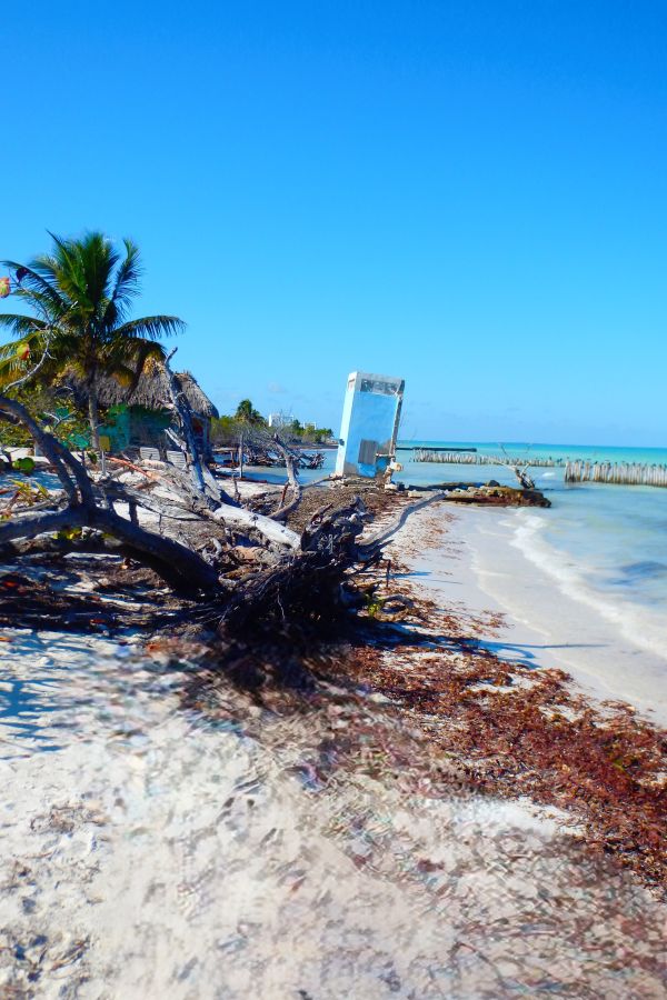 beach seaweed holbox island
