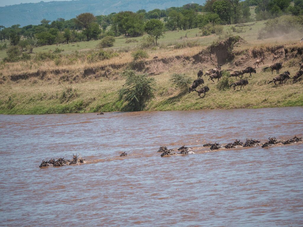 wildebeest great migration maasai mara